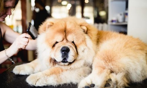 Is There Anti-freeze In My Pet Shampoo?